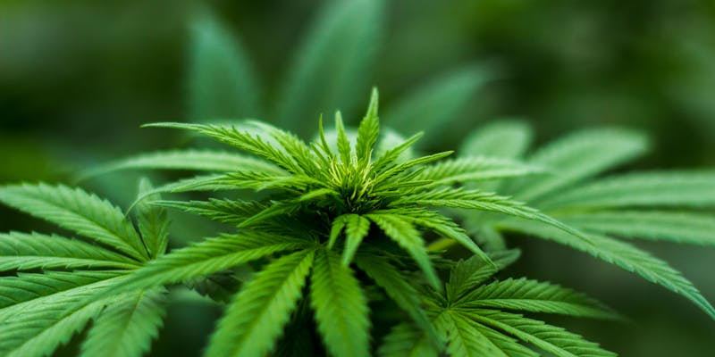 Addiction cannabis — aide et sevrage